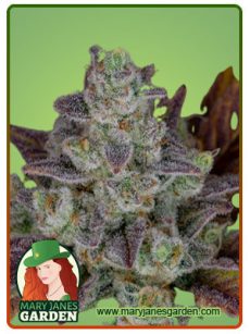 gorilla cookies auto