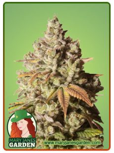 gorilla glue fem