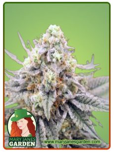 gorilla punch fem copy