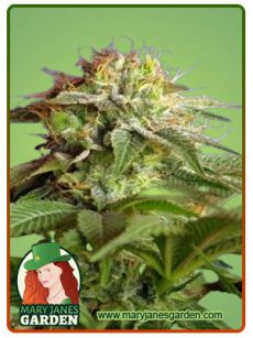 green poison