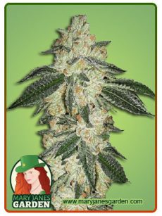greencrackfem