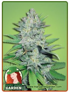 greencrackfem copy