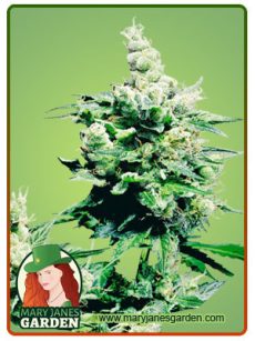 hash plant fem