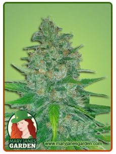 island sweet skunk