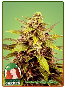 juicy fruit fem