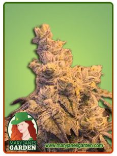 peabut butter haze