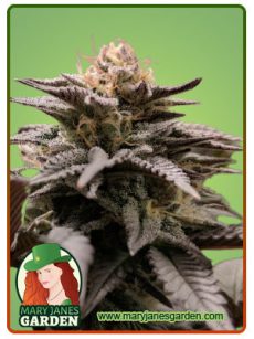 poison berry