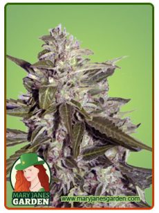 sour grape