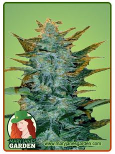 sour maui