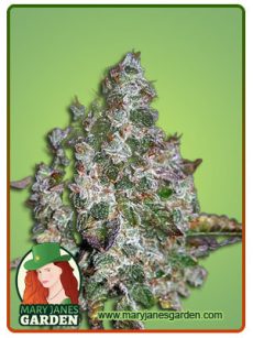 strawberry diesel fem