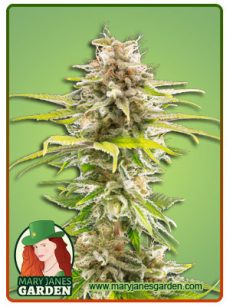 super og kush fem