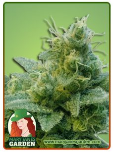thai auto