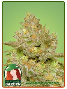 thin cookie