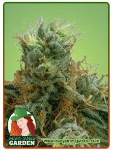 tropicana cookies fem