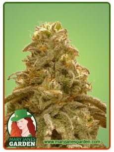 watermelon og