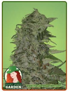 diamond girl marijuana seeds feminized