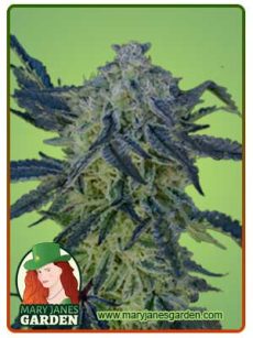 double scoop feminized marijuana seeds
