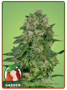 flower bomb kush marijuana feminized