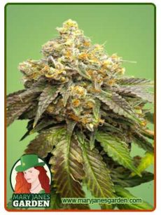 Cake Batter Strain Feminized Marijuana Seeds