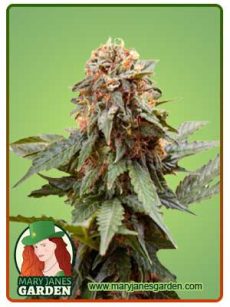 Fresh Candy Strain Feminized Marijuana Seeds