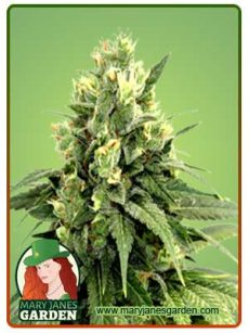 Kosher Cookies Strain Feminized Marijuana Seeds
