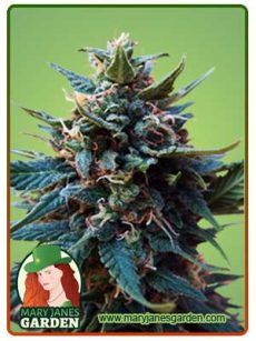 American Pie Fem