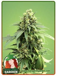 Fresh Candy Strain Autoflowering Feminized Marijuana Seeds