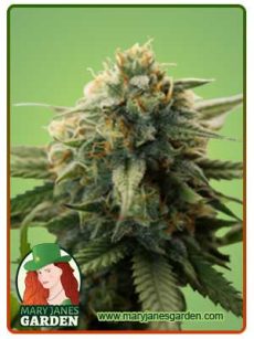 Super Bud Strain Feminized Marijuana Seeds