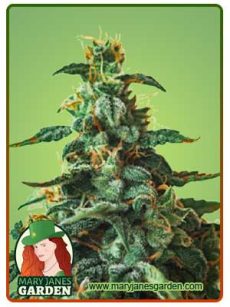 Thin Mint Autoflowering Marijuana Seeds