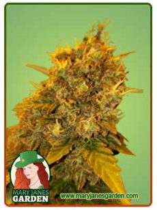 Tutankhamon Strain Autoflowering Feminized Marijuana Seeds