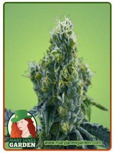 Ice Cream Cake Strain Feminized Marijuana Seeds