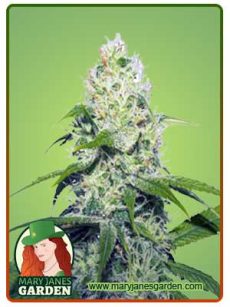 Neapolitan Strain Feminized Marijuana Seeds