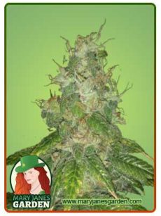 Super Bud Strain Autoflowering Feminized Marijuana Seeds