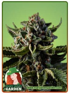 Dutch treat auto