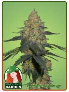 kryptonite auto