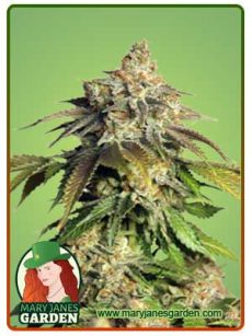 Mimosa Float Strain Feminized Marijuana Seeds