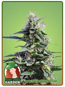 Purple wreck fem