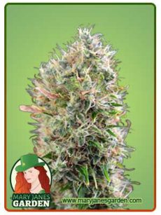 King’s Kush Autoflowering Feminized Marijuana Seeds