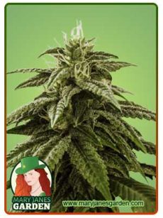 Peanut Butter Cake Strain Feminized Marijuana Seeds