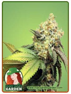 pure kush fem
