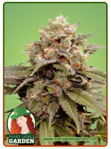 Ice Cream Breath Strain Feminized Marijuana Seeds