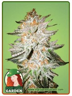 Cherry Punch Strain Feminized Marijuana Seeds