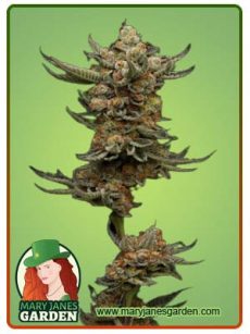 Peanut Butter Souffle Strain Feminized Marijuana Seeds