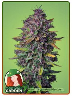 Purple Punch Strain Autoflowering Feminized Marijuana Seeds