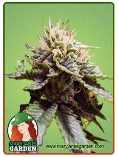 Sour Strawberry Strain Feminized Marijuana Seeds