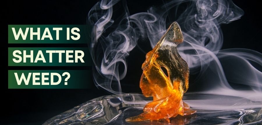 what is shatter weed