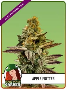 Apple Fritter Strain