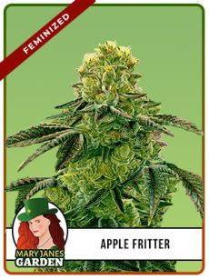 Apple Fritter Strain Feminized