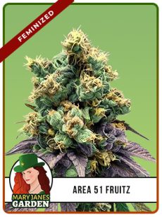 Area 51 Fruitz Strain