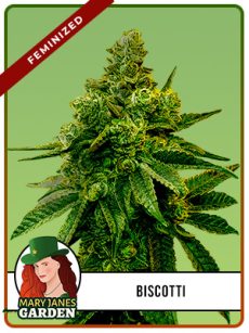 Biscotti Strain Feminized